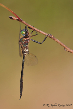 Somatochlora filosa, male